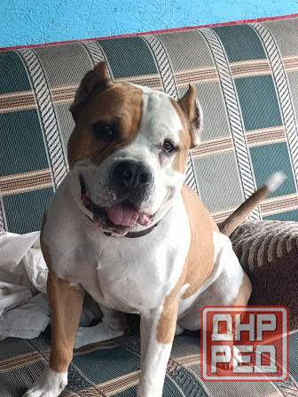 Стаффордширский терьер вязка Донецк - изображение 1