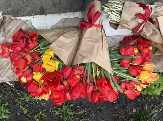 Продам букеты тюльпанов: 51шт, 71 шт, 101 шт, 251 шт Макеевка
