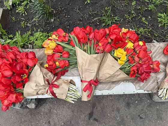 Продам букеты тюльпанов: 51шт, 71 шт, 101 шт, 251 шт Макеевка