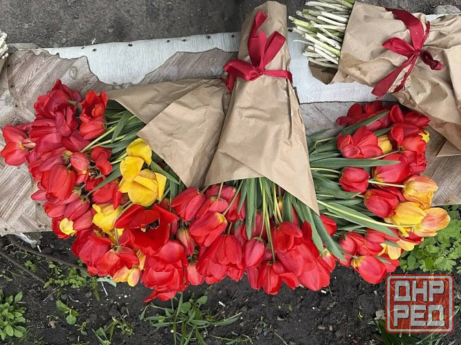 Продам букеты тюльпанов: 51шт, 71 шт, 101 шт, 251 шт Макеевка - изображение 3