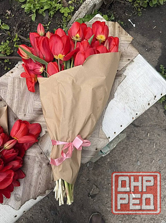 Продам букеты тюльпанов: 51шт, 71 шт, 101 шт, 251 шт Макеевка - изображение 1