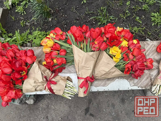 Продам букеты тюльпанов: 51шт, 71 шт, 101 шт, 251 шт Макеевка - изображение 2