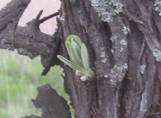 Что пень больше не трогают* Донецк