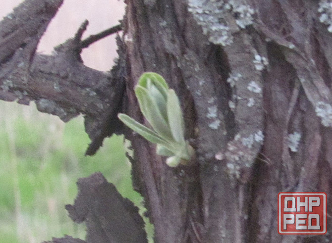 Что 'пень' больше не трогают Донецк - изображение 1