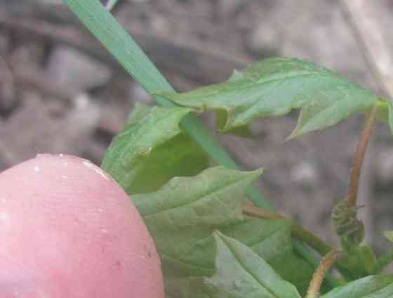 Пару дубов и подводные лодки Донецк