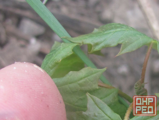 Пару дубов и подводные лодки Донецк - изображение 1
