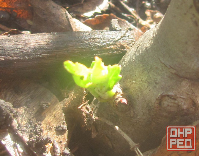 белы Донской воду отключили Донецк - изображение 1