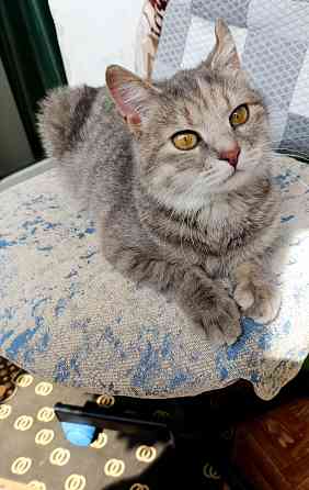Кошечка бесплатно Донецк