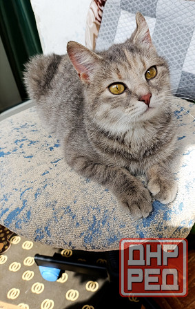 Кошечка бесплатно Донецк - изображение 1