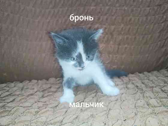 Отдам котёнка в добрые руки Горловка