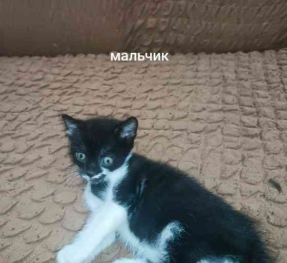 Отдам котёнка в добрые руки Горловка