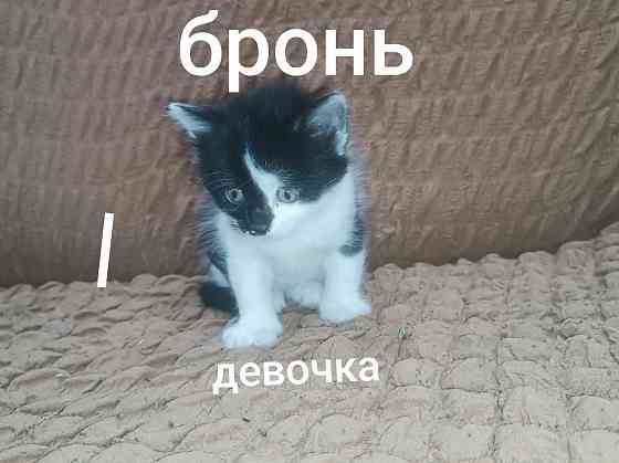 Отдам котёнка в добрые руки Горловка