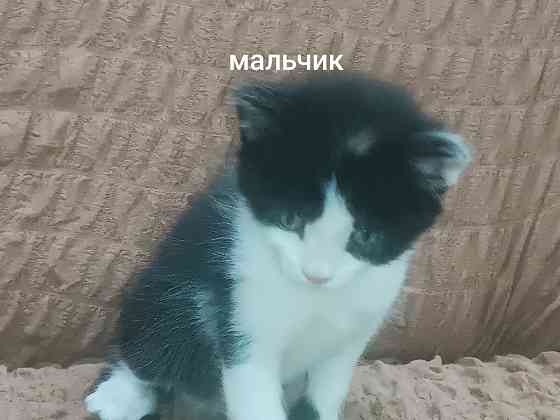 Отдам котёнка в добрые руки Горловка