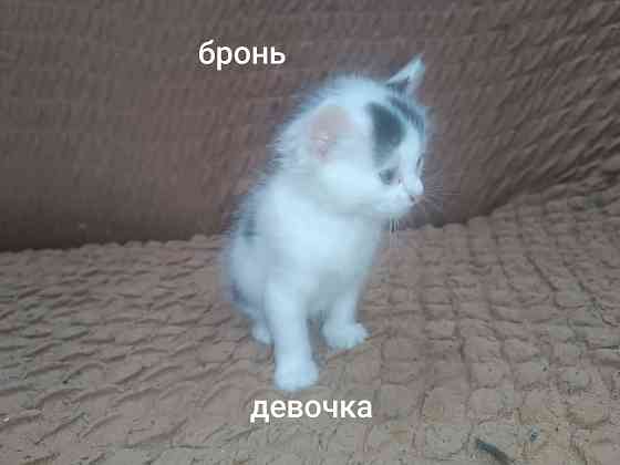 Отдам котёнка в добрые руки Горловка
