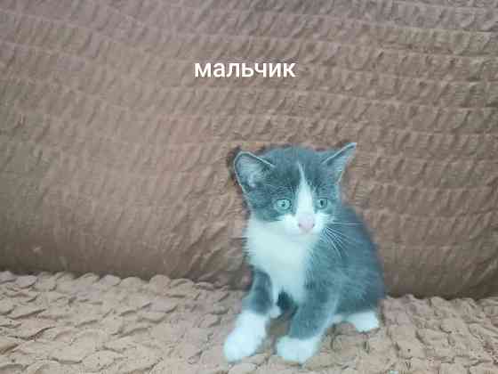 Отдам котёнка в добрые руки Горловка