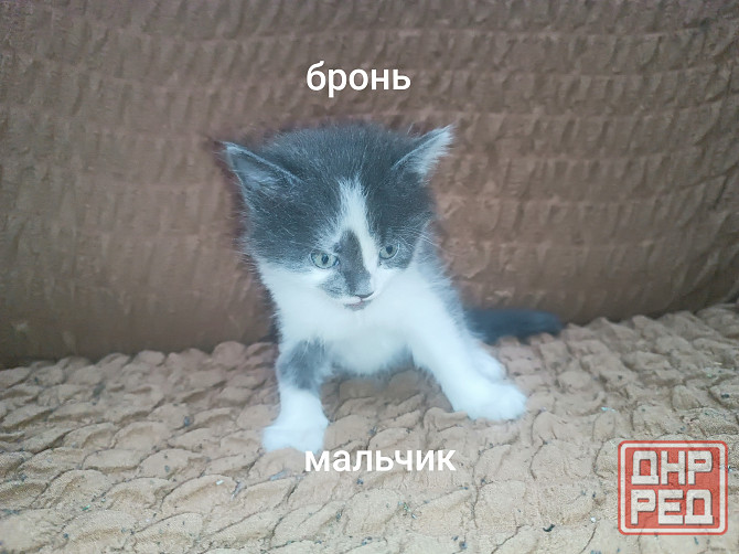 Отдам котёнка в добрые руки Горловка - изображение 4