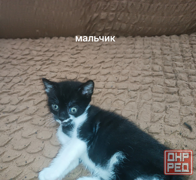 Отдам котёнка в добрые руки Горловка - изображение 3
