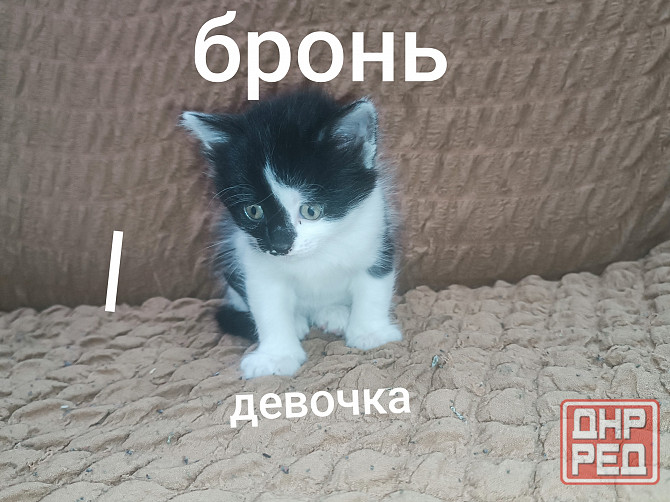 Отдам котёнка в добрые руки Горловка - изображение 2