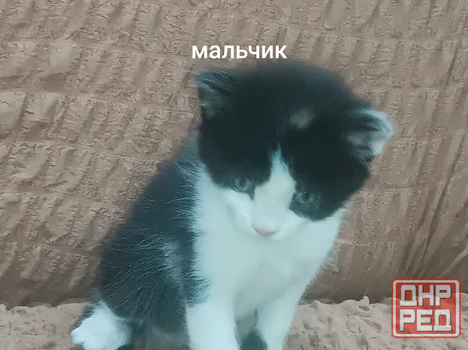 Отдам котёнка в добрые руки Горловка - изображение 6