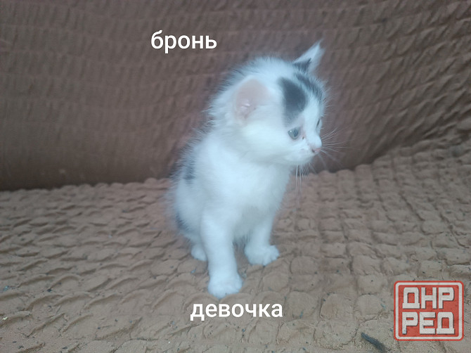 Отдам котёнка в добрые руки Горловка - изображение 1