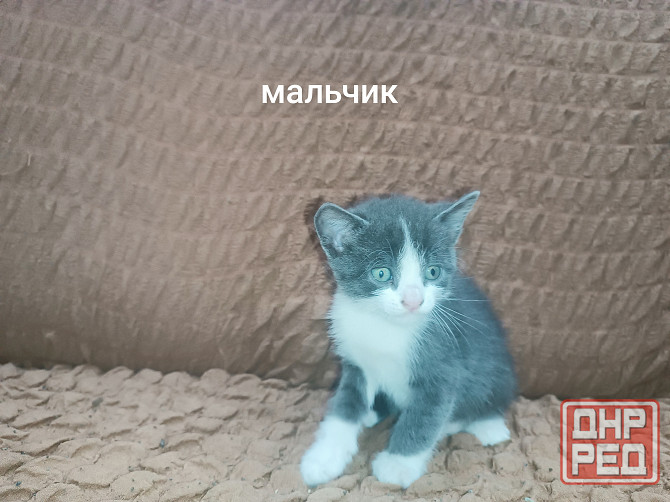 Отдам котёнка в добрые руки Горловка - изображение 5