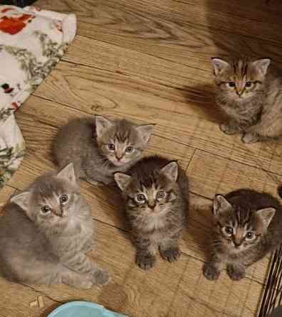 Котята Мейн-кунов Донецк