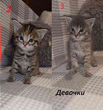Котята Мейн-кунов Донецк