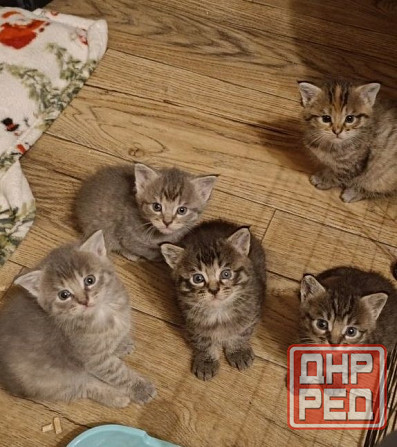 Котята Мейн-кунов Донецк - изображение 3
