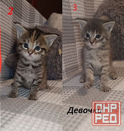 Котята Мейн-кунов Донецк - изображение 1