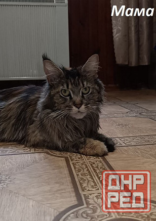 Котята Мейн-кунов Донецк - изображение 5