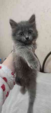 Котенок Макеевка