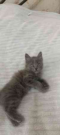 Котенок Макеевка