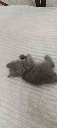 Котенок Макеевка