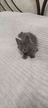 Котенок Макеевка