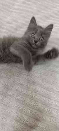 Котенок Макеевка