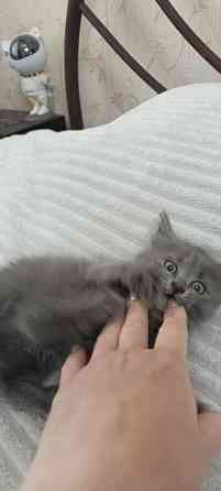 Котенок Макеевка