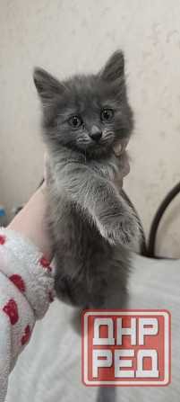 Котенок Макеевка - изображение 1