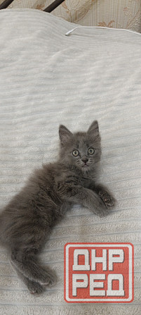 Котенок Макеевка - изображение 4