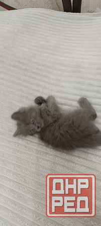 Котенок Макеевка - изображение 6