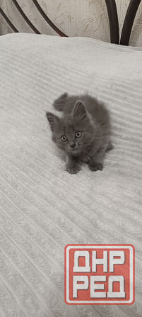 Котенок Макеевка - изображение 3