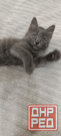 Котенок Макеевка - изображение 2