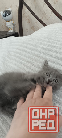 Котенок Макеевка - изображение 5