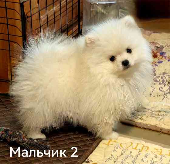 Мишки Донецк