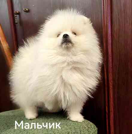 Мишки Донецк