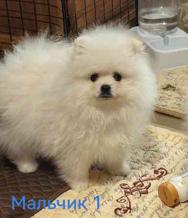Мишки Донецк