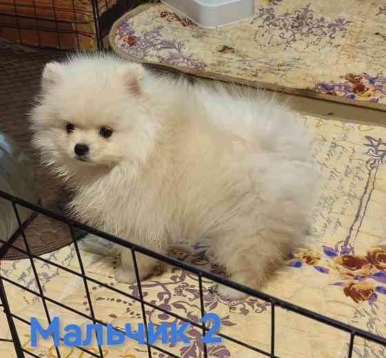 Мишки Донецк