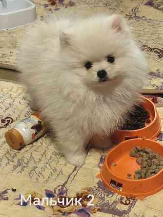 Мишки Донецк