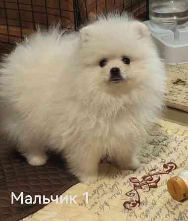Мишки Донецк