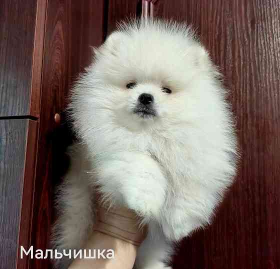 Мишки Донецк