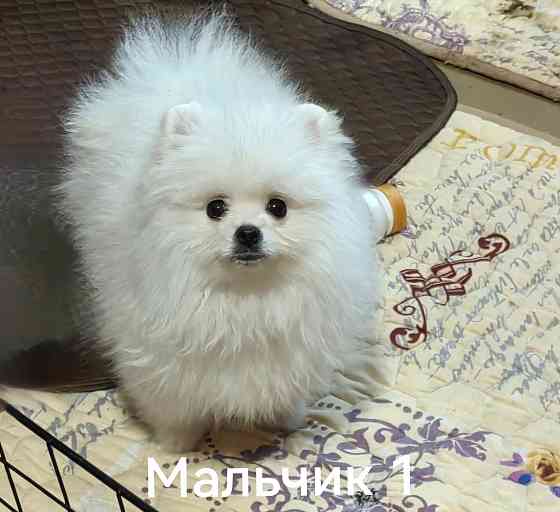 Мишки Донецк